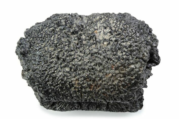 Fossil Glyptodont (Glyptotherium) Bony Armor Osteoderm - Florida #362287
